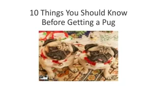 10 Thing You Should Know Before Getting A Pug Puppies