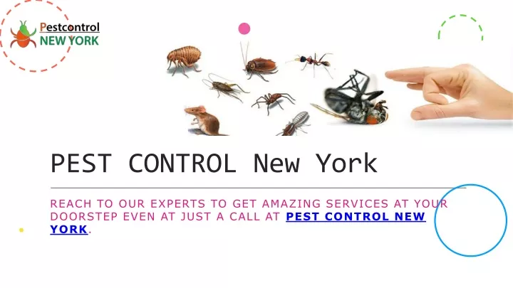 pest control new york