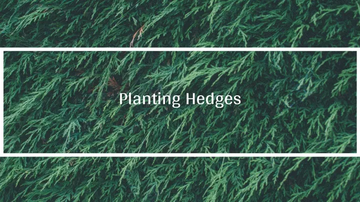 planting hedges