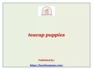 teacup puppies