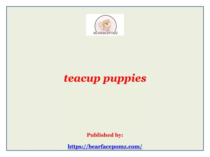 teacup puppies published by https bearfacepomz com