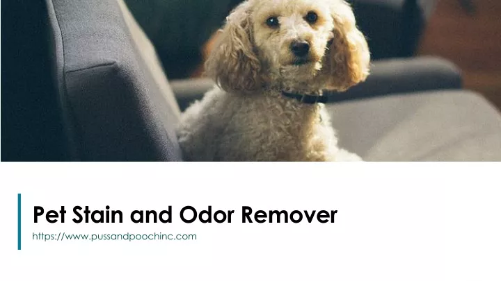 pet stain and odor remover