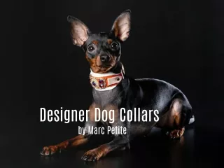 Designer Dog Collars