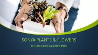 Indoor Plants Suppliers In Dubai - Landscaping-Flower Decoration -Sonya Plants & Flowers