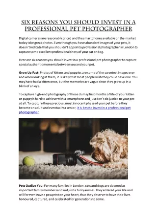 Six Reasons You Should Invest In a Professional Pet Photographer