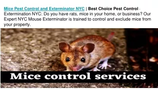 Mice Pest Control and Exterminator NYC | Best Choice Pest Control