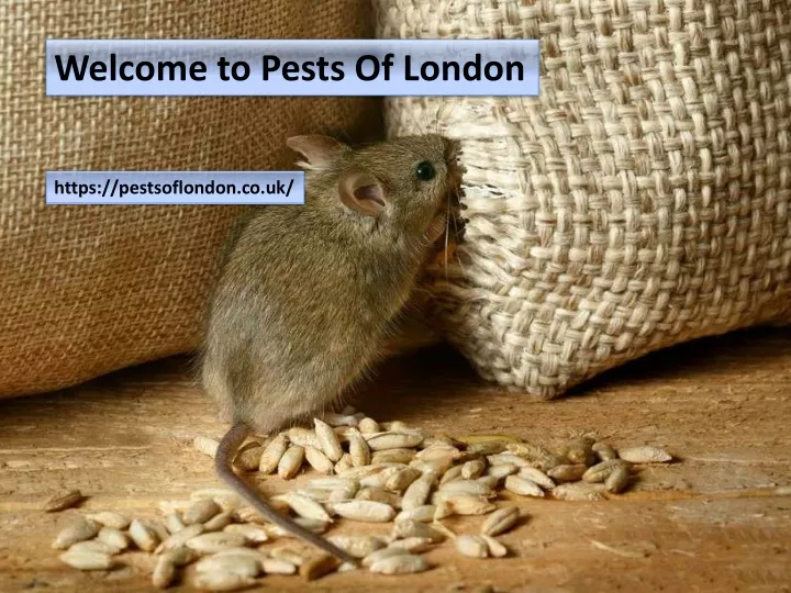 welcome to pests of london