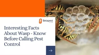 Interesting Facts about Wasps – Know Before Calling Pest Control