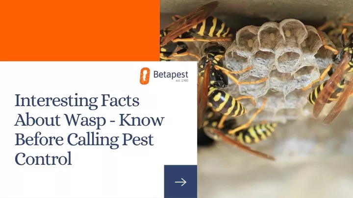 interesting facts about wasp know before calling