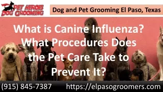 What is Canine Influenza? What Procedures Does the Pet Care Take to Prevent It?