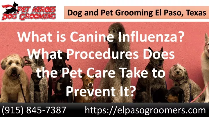 dog and pet grooming el paso texas