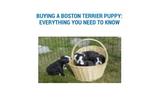 BUYING A BOSTON TERRIER PUPPY: EVERYTHING YOU NEED TO KNOW