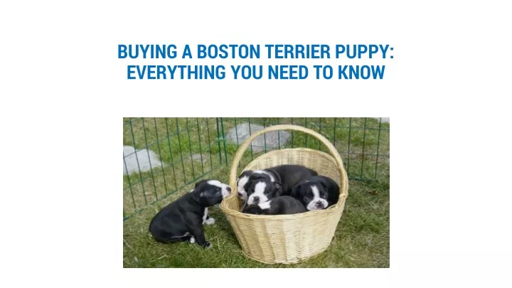 buying a boston terrier puppy everything you need to know