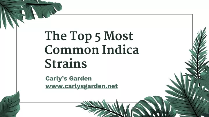 the top 5 most common indica strains