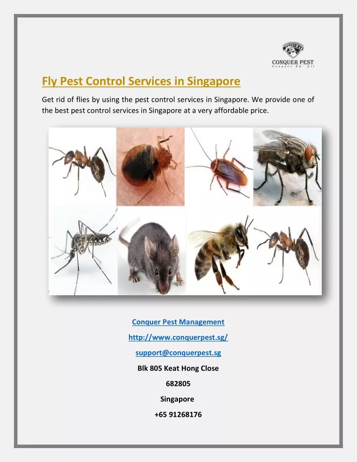 fly pest control services in singapore