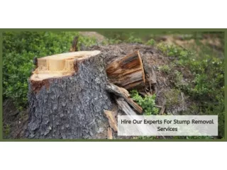 Hire Our Experts For Stump Removal Services
