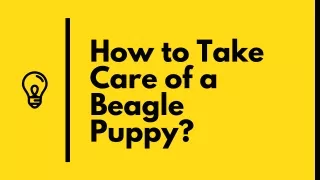 Buying Beagle Puppies