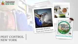 pest control new york