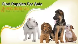 Find Adorable Puppies And Dogs For Sale Near Me