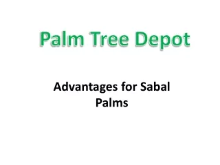 Top Quality Sabal Palms North Carolina
