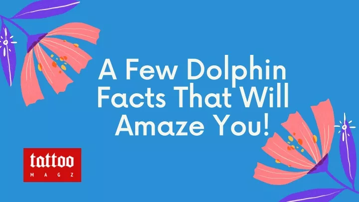 a few dolphin facts that will amaze you