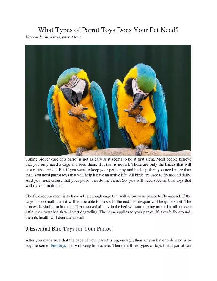 what types of parrot toys does your pet need