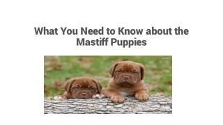 What You Need to Know About the Mastiff