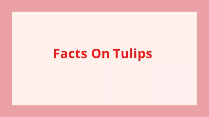 facts on tulips