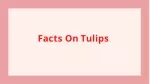 Facts On Tulips
