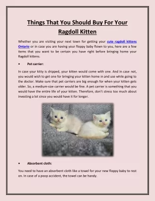 Things That You Should Buy For Your Ragdoll Kitten