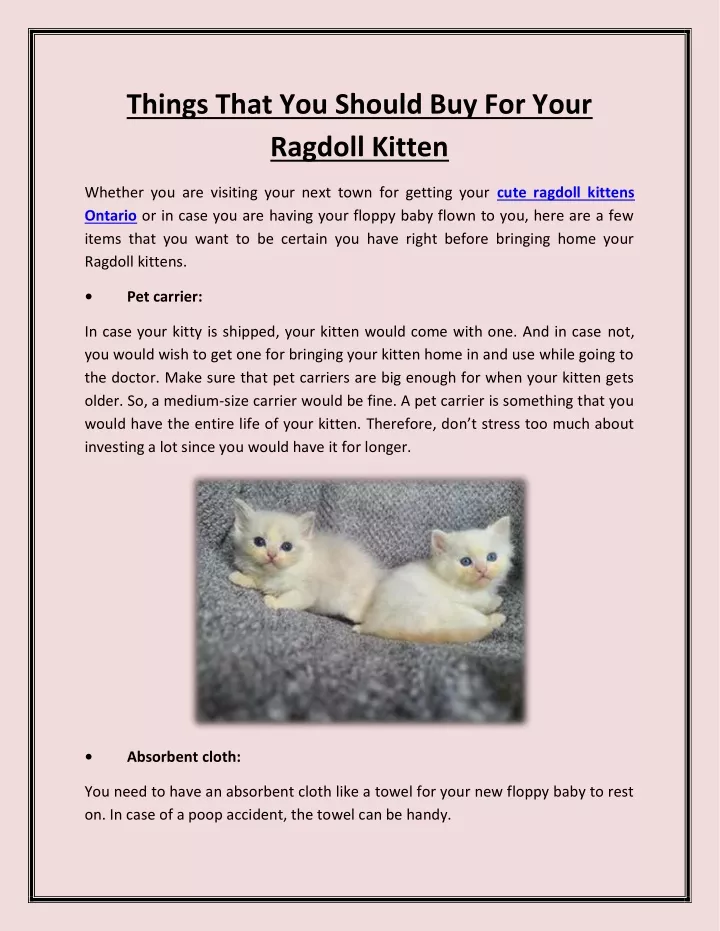 things that you should buy for your ragdoll kitten