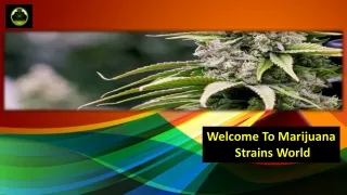 Welcome To Marijuana Strains World