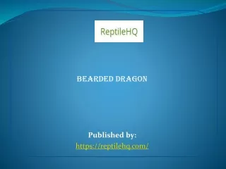 Bearded dragon