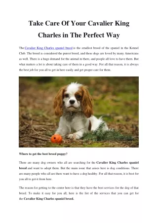 Take Care Of Your Cavalier King Charles in The Perfect Way