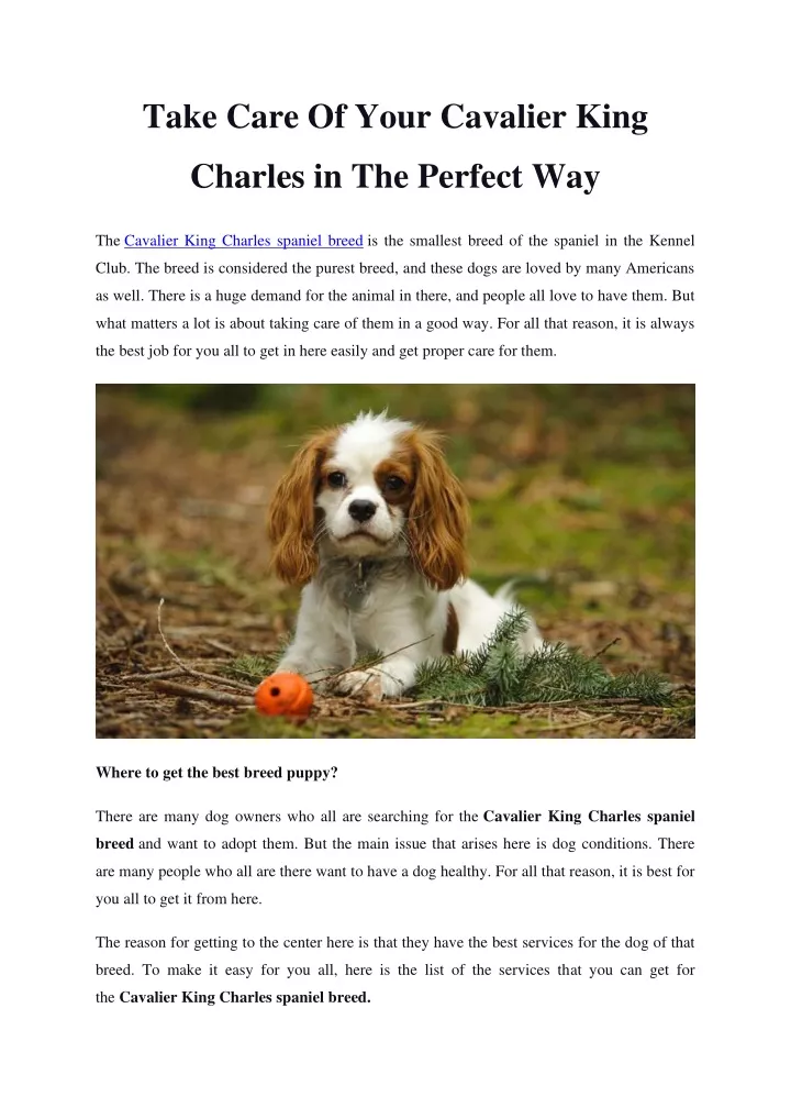 take care of your cavalier king