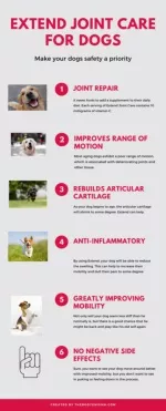 Joint Supplements For Dogs - Can They Help My Dog? - slide 1