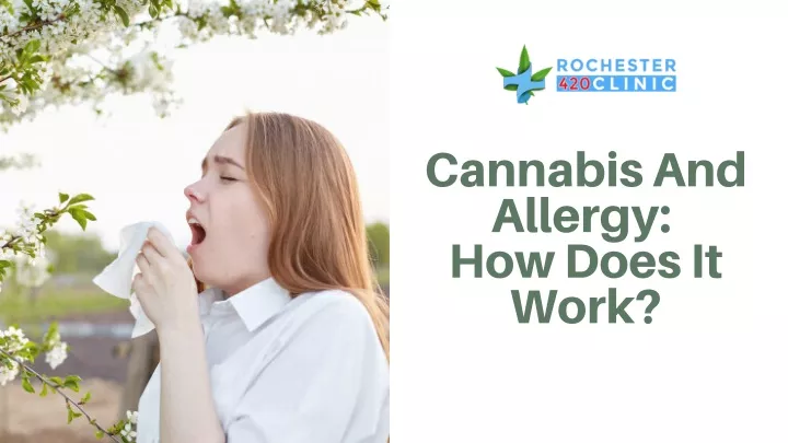 cannabis and allergy how does it work