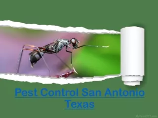 Pest Control San Antonio Texas-Satxpest.Com