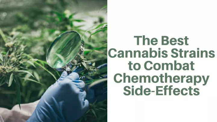 the best cannabis strains to combat chemotherapy
