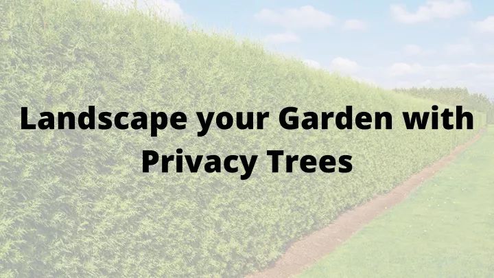 landscape your garden with privacy trees