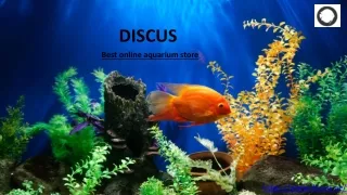 Discus-Online Aquarium Shop in Dubai