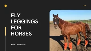 Shop Fly Leggings for Horses at MHS & More LLC