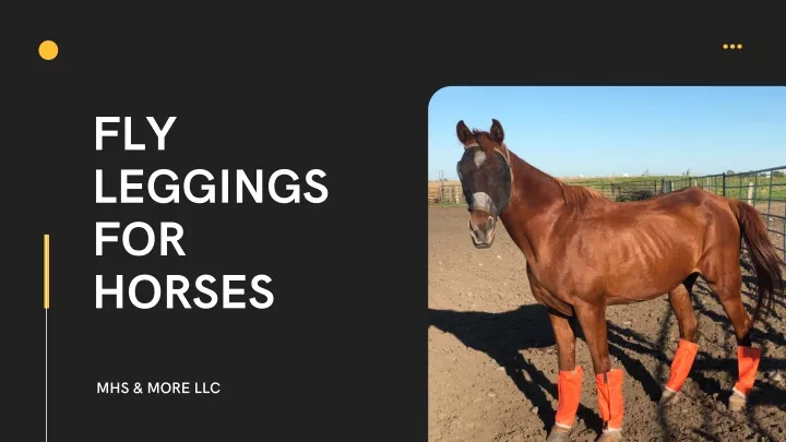 fly leggings for horses