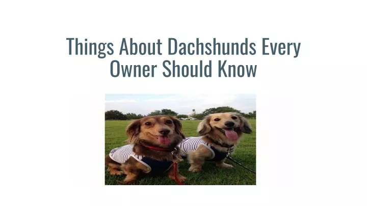 things about dachshunds every owner should know