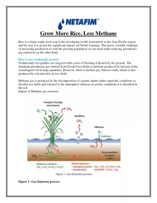 Grow More Rice, Less Methane - Netafim India