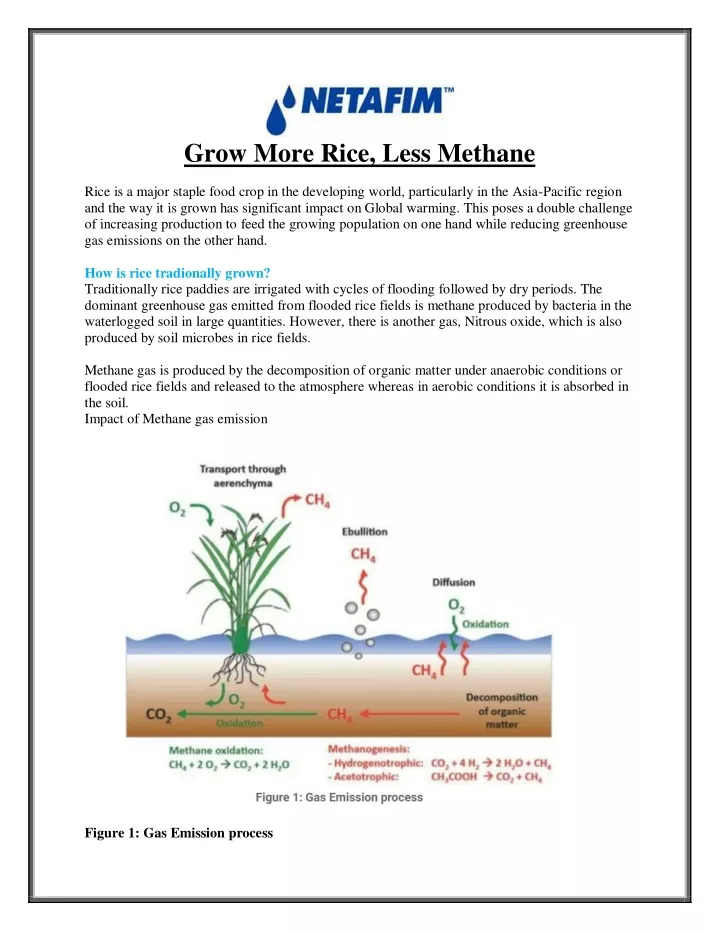 grow more rice less methane