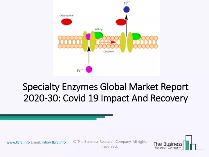 specialty specialty enzymes global enzymes global