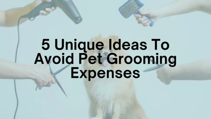 5 uniq ue ideas to avoid pet grooming expenses