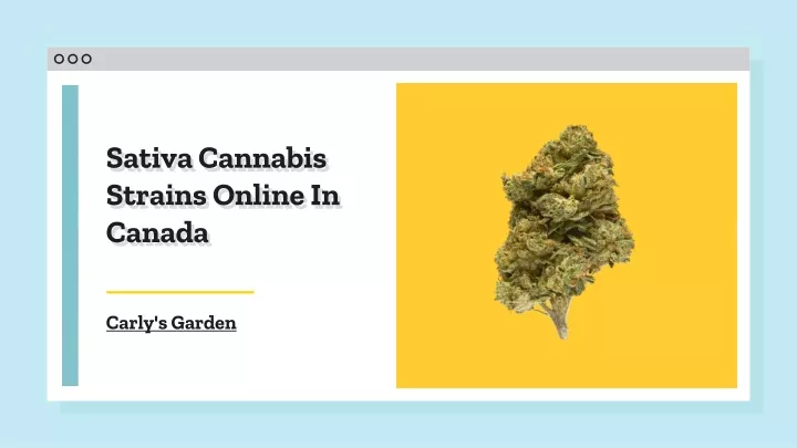 sativa cannabis strains online in canada