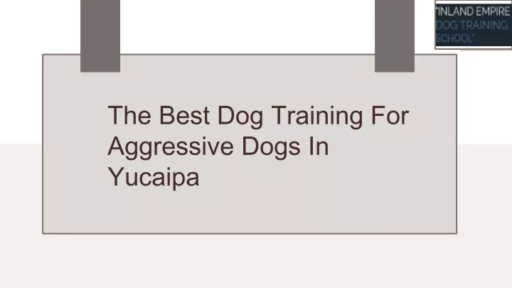 the best dog training for aggressive dogs